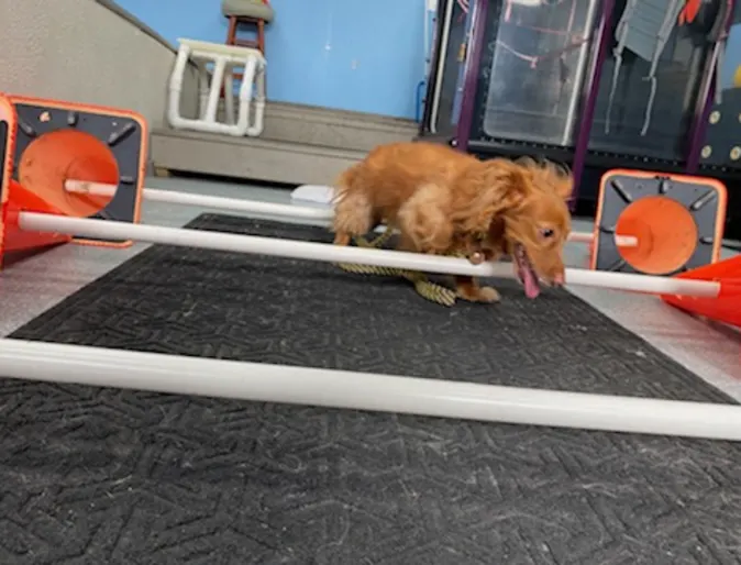 Dog getting physical therapy on rails